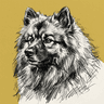 Keeshond