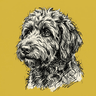 Labradoodle