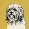 Lhasa Apso