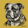 Olde English Bulldogge