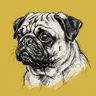 Pug