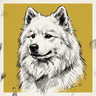 Samoyed