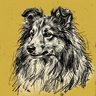 Shetland Sheepdog