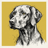 Vizsla