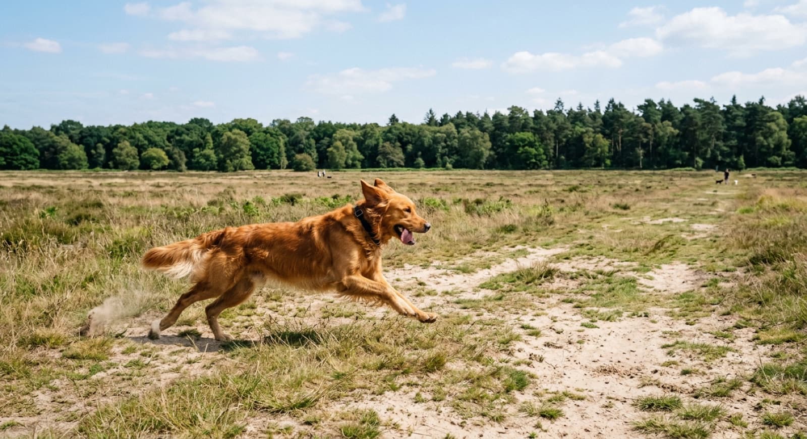 A dog running across the large open off-leash field at Bruce Pit in Ottawa