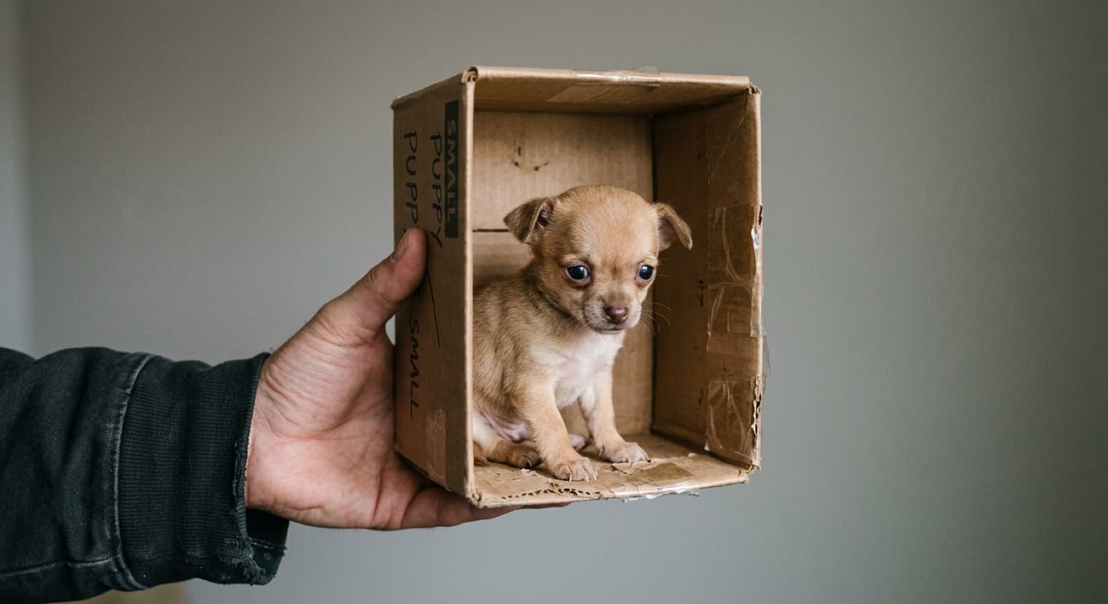 A small Chihuahua puppy held in hands at a Calgary rescue intake, illustrating the fragility and health concerns of teacup-marketed dogs