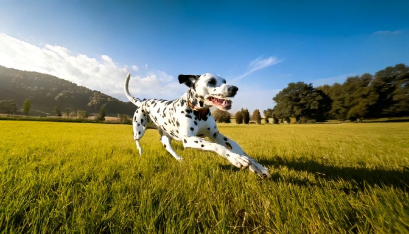A spotted Dalmatian running in a Toronto park