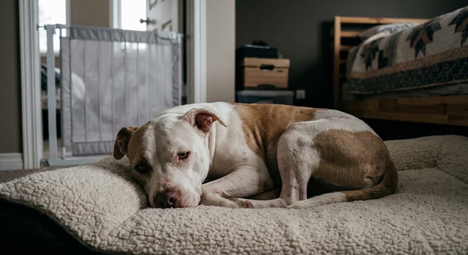 An adult rescue Pit Bull resting on a bed in a quiet Calgary living room during the first week of decompression