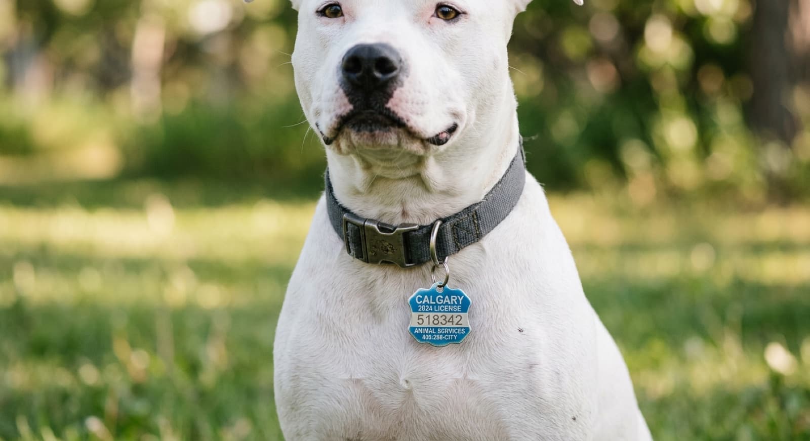 White Pit Bull wearing a clearly visible Calgary city license tag on its collar outdoors
