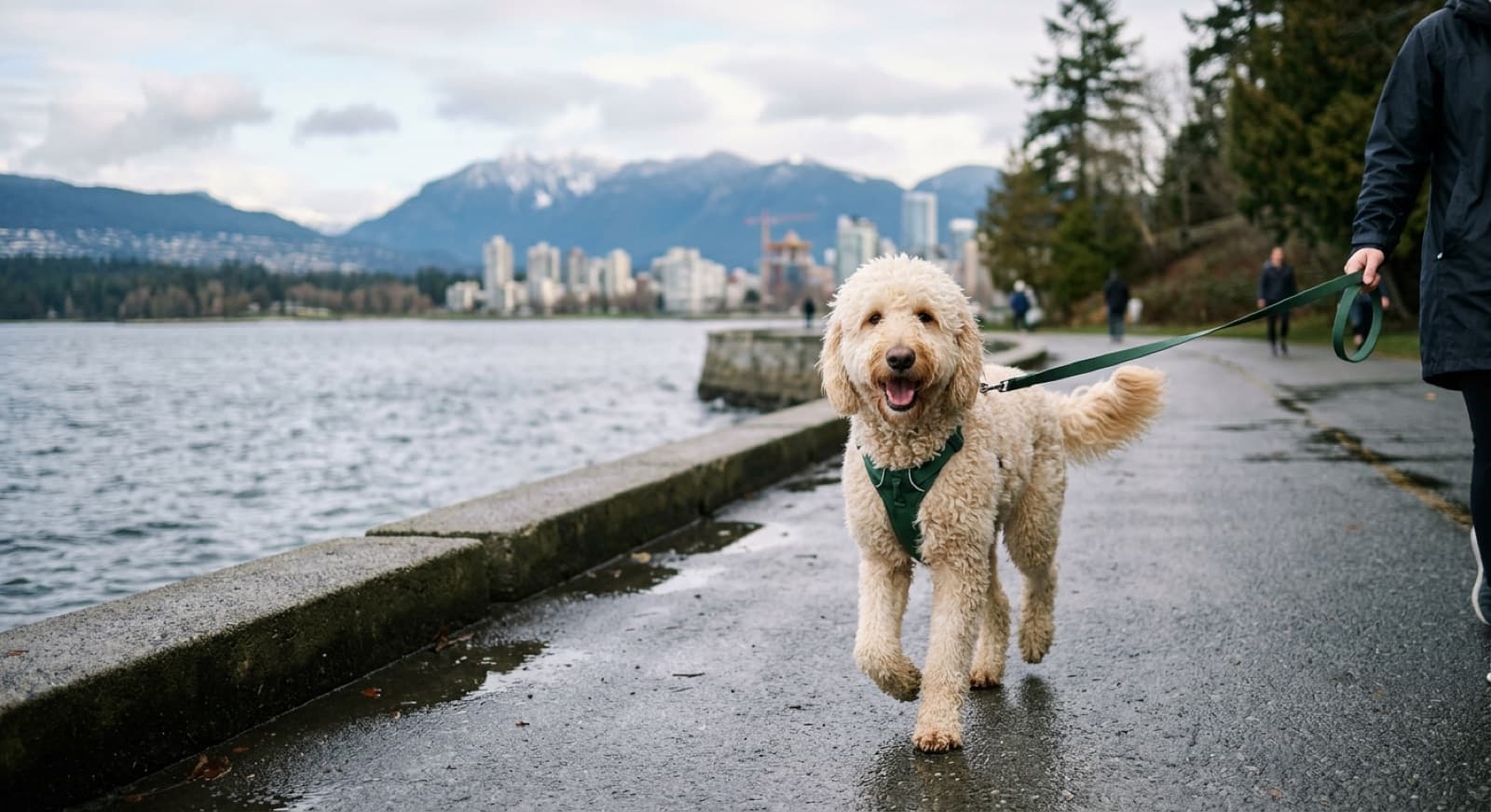 A curly-coated cream Goldendoodle on a leash on a wet Vancouver seawall path