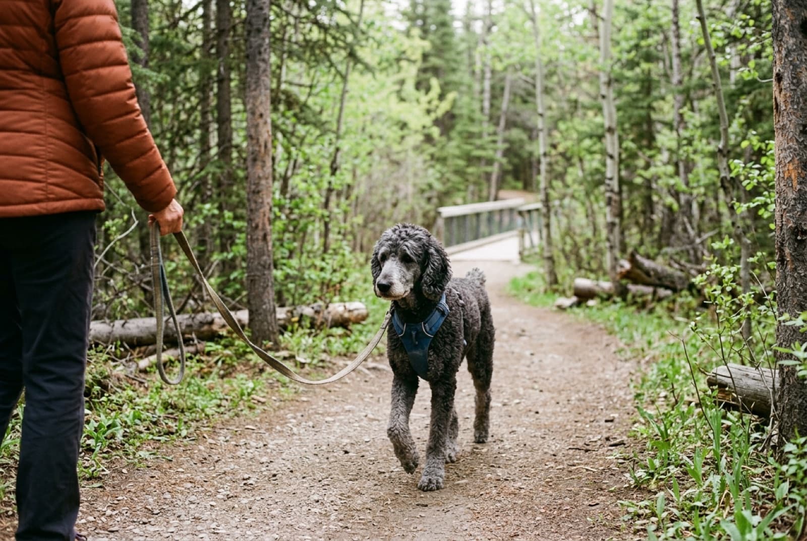 A senior Standard Poodle (10+ years) on a calm Calgary walk, showing the long lifespan reality of the breed