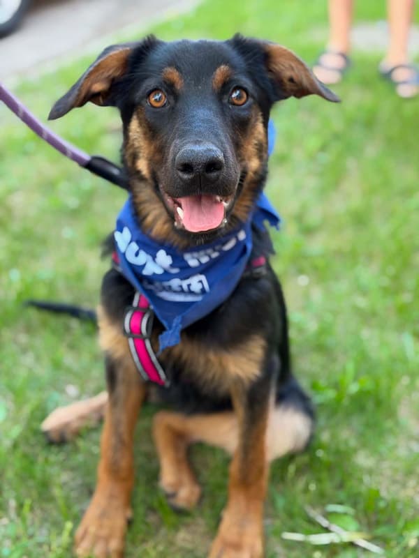 Augusta - Mixed Breed available for adoption at Funds for Furry Friends in Winnipeg