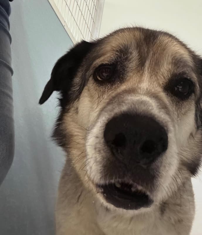 Hobo - Mixed Breed available for adoption at Funds for Furry Friends in Winnipeg