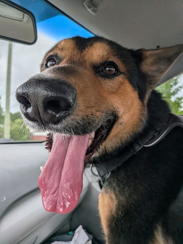 Reid - Mixed Breed available for adoption at Funds for Furry Friends in Winnipeg