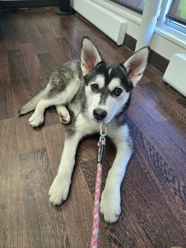 Xana - Mixed Breed available for adoption at Funds for Furry Friends in Winnipeg