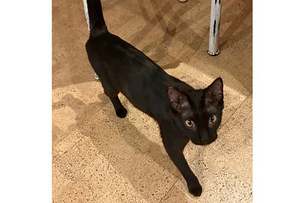 Bagheera - Siamese Cross cat available for adoption at Rocky Mountain Animal Rescue in Calgary