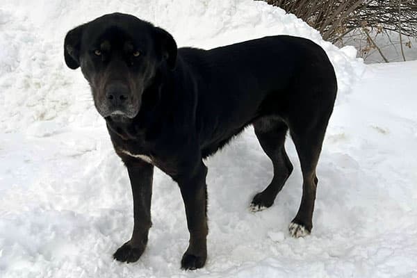 Gwen - Lab Cross available for adoption in Calgary