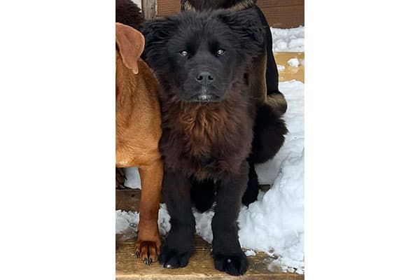 Hank - Lab/Shepherd/Husky available for adoption in Calgary