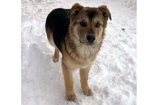 Roo - Lab/Shepherd/Husky available for adoption in Calgary
