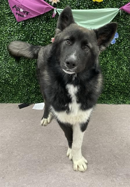 SHADOW - Siberian Husky and Border Collie available for adoption in Calgary