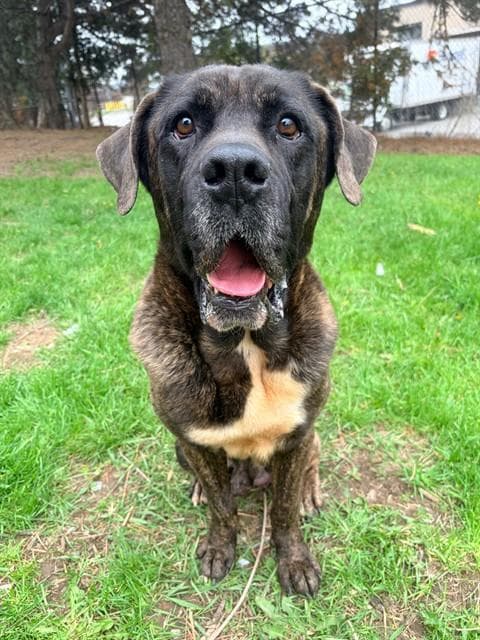 BENJI - Mastiff available for adoption in Calgary