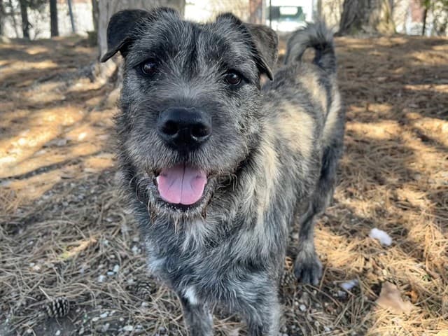 LUCY - Terrier mix available for adoption in Calgary