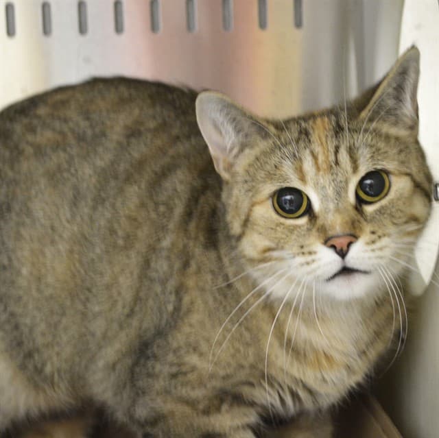 BERTHA - Domestic Shorthair cat available for adoption in Calgary