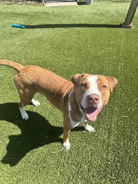 HANK - American Bulldog available for adoption in Ontario