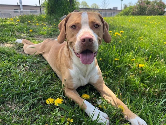 CLIFF - Hound mix available for adoption in Calgary