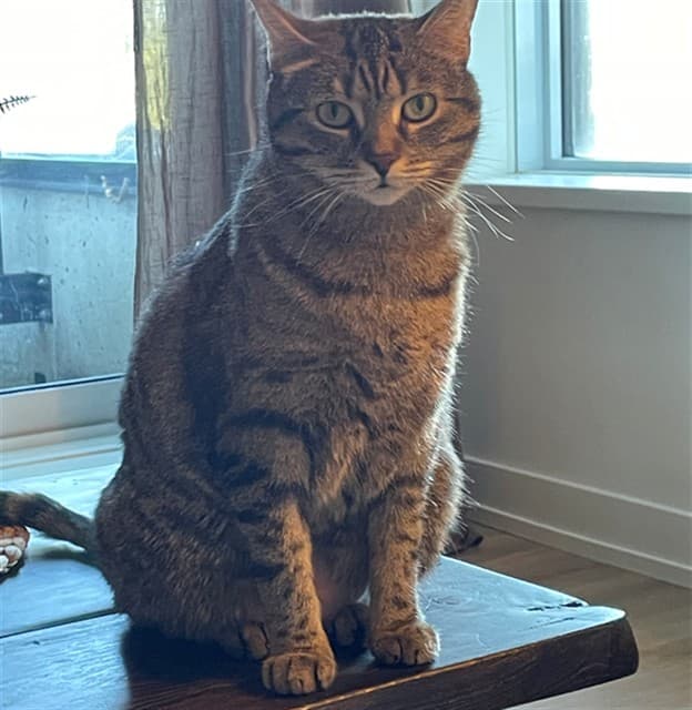 LILLY - Domestic Shorthair cat available for adoption in Calgary