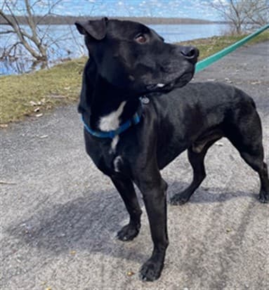LOKI - Retrver Labradr mix available for adoption in Calgary
