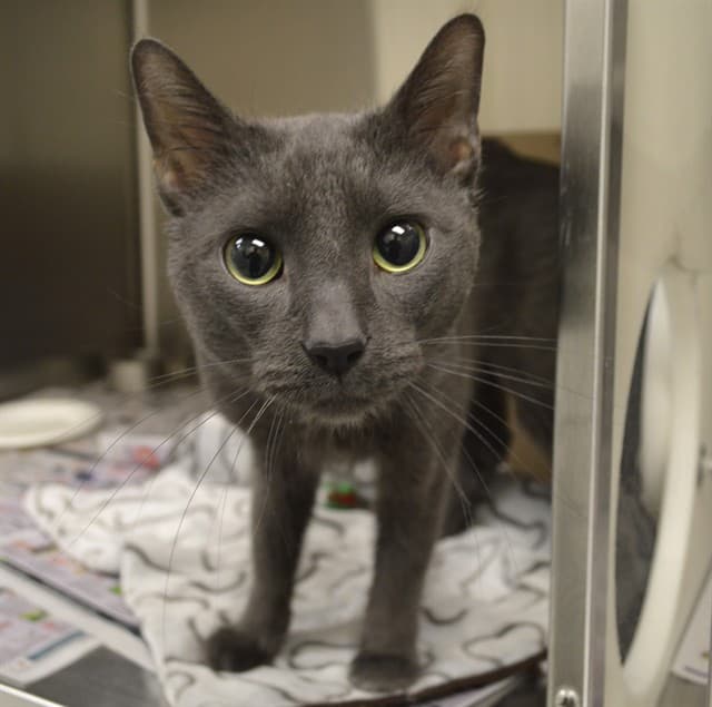 KINGFISHER - Domestic Shorthair cat available for adoption in Calgary