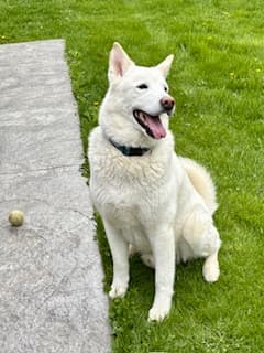 GHOST - Siberian Husky available for adoption in Calgary
