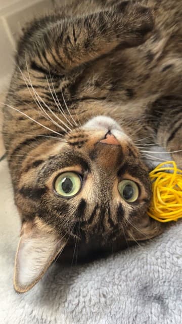 BEATRICE - Domestic Shorthair cat available for adoption in Calgary