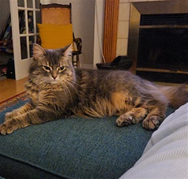 MOLLY - Domestic Longhair cat available for adoption in Calgary