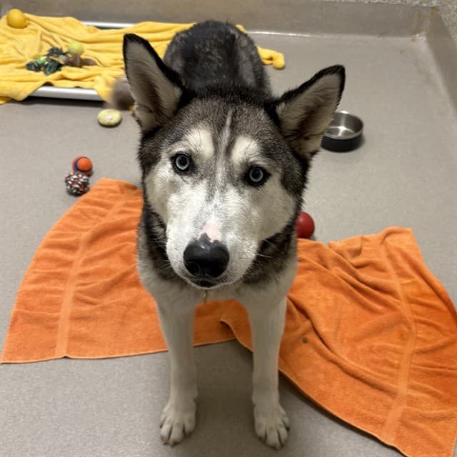FLASH - Siberian Husky available for adoption in Calgary