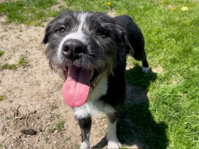 T-REX - Terrier mix available for adoption at City of Toronto Animal Services in Ontario