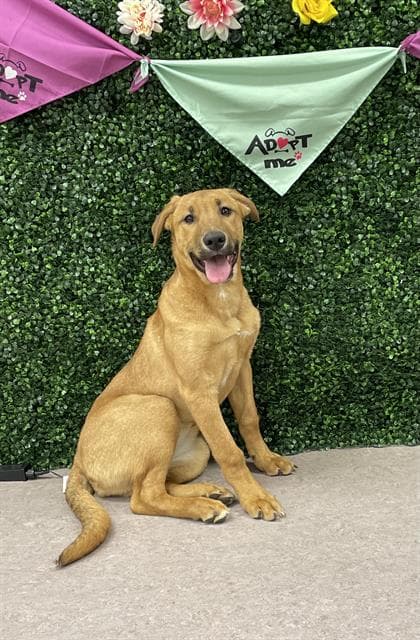 PRIM - German Shepherd Dog and Labrador Retriever available for adoption at Saskatoon Animal Control Agency in Saskatoon