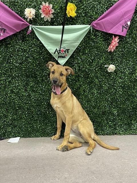 KATNISS - German Shepherd Dog and Labrador Retriever available for adoption at Saskatoon Animal Control Agency in Saskatoon