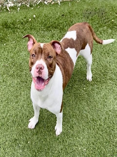 MONROE - American Bulldog mix available for adoption in Ontario