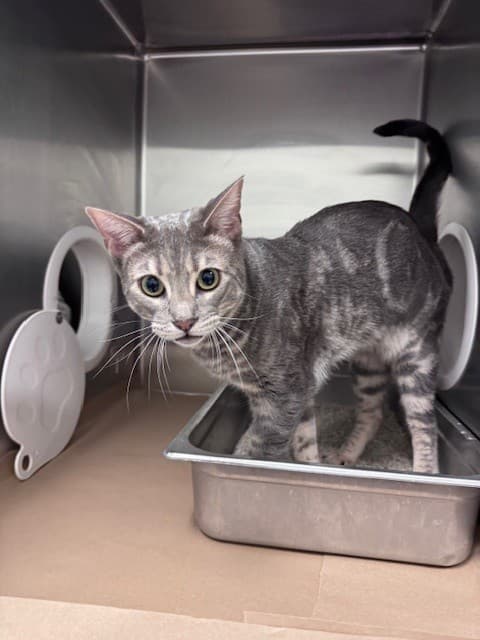ARTEMIS - Domestic Shorthair cat available for adoption in Calgary