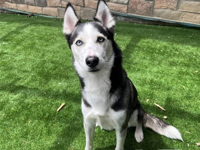 NANOOK - Siberian Husky available for adoption at City of Toronto Animal Services in Ontario