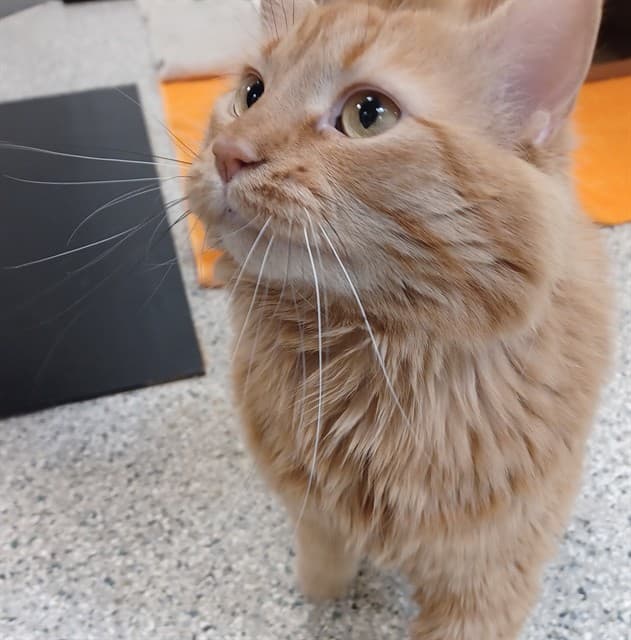 ENZO - Domestic Longhair cat available for adoption in Calgary