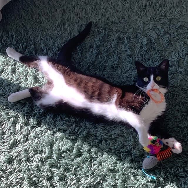 MS. CHER - Domestic Shorthair cat available for adoption in Calgary