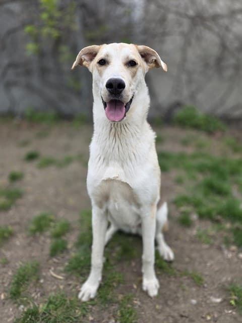 TOM HANKS - Collie - Smooth mix available for adoption at City of Toronto Animal Services in Ontario