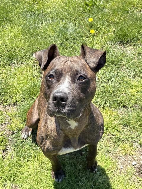 KIKI - American Bulldog available for adoption in Ontario