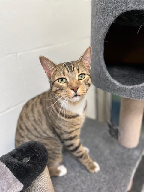 SEBASTIAN - Domestic Shorthair cat available for adoption in Calgary