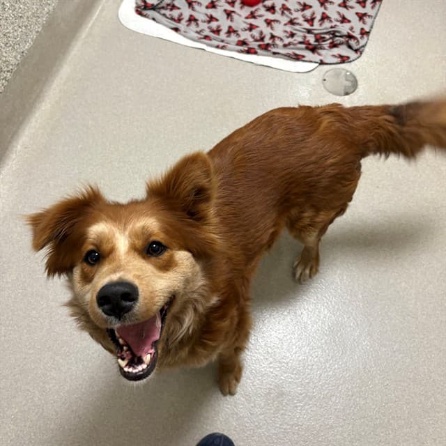 RIVER - Border Collie and Retreiver available for adoption in Calgary