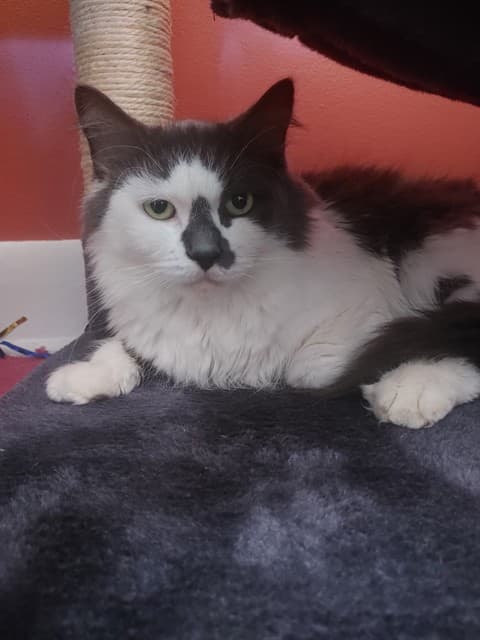 MINMO - Domestic Mediumhair cat available for adoption in Calgary