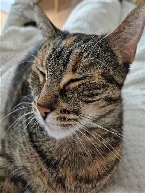 LUNA - Domestic Shorthair cat available for adoption in Calgary